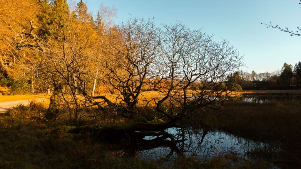 Bregnesøen (See)