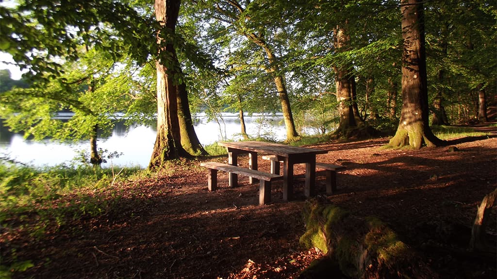 Jels Wälder